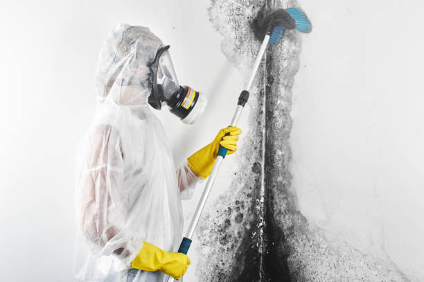 Environmental Consulting for Mold Prevention in Interlaken, CA