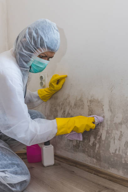 Interlaken, CA Mold Removal Company
