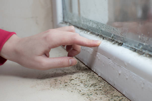 Mold Odor Removal Services in Interlaken, CA