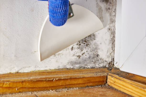 Best Mold Prevention Services  in Interlaken, CA